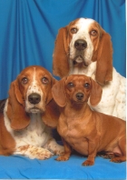 gallery/myhounds
